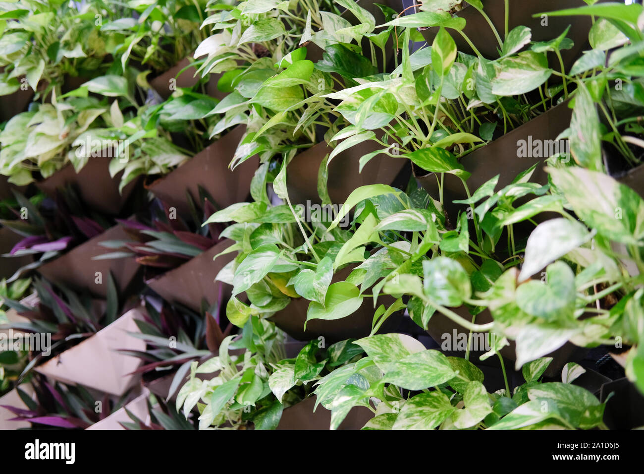 plant growing vertically in vertical garden. vegetable planted in small