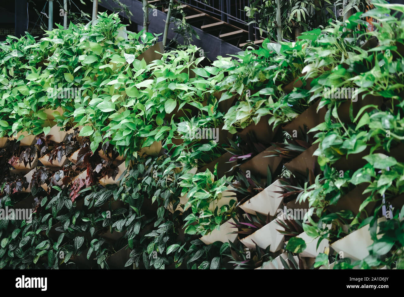 plant growing vertically in vertical garden. vegetable planted in small space pot hanging on
