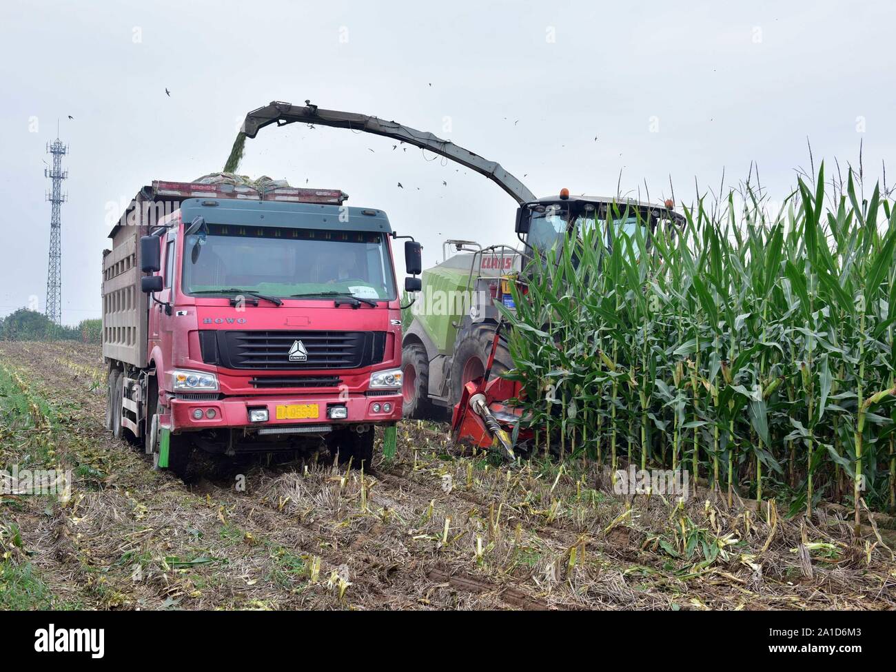 Hebei, Hebei, China. 26th Sep, 2019. Hebei, CHINA-Zhongyuan animal  husbandry company uses a large silo harvester to harvest silo corn for  farmers to raise cows in Mucun village, Xinle city, north China's