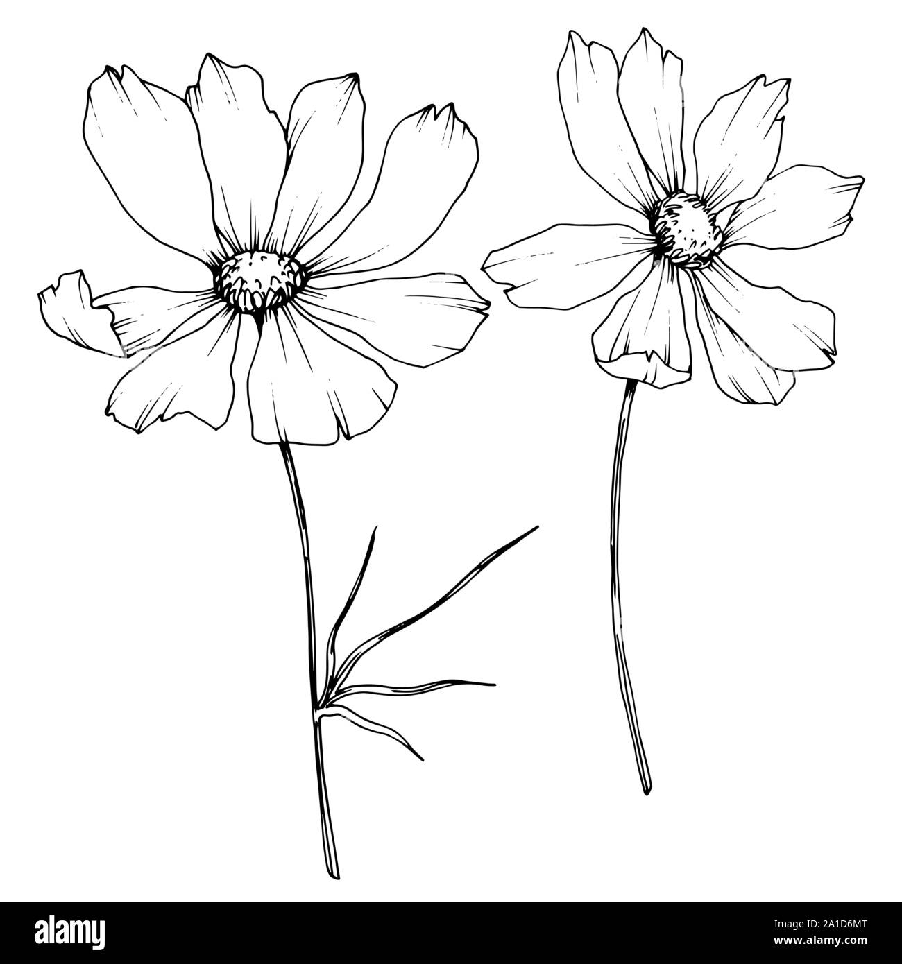 Vector Cosmos floral botanical flowers. Black and white engraved ink ...