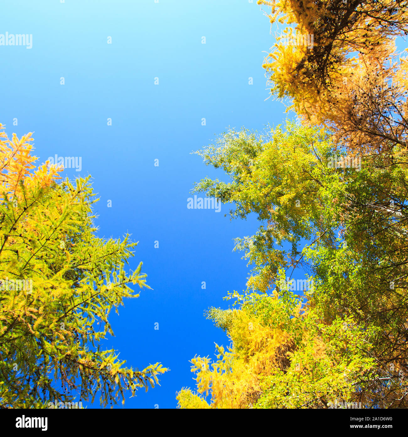 Autumn. Beautiful yellow birch leaves and branches of larch trees on a ...