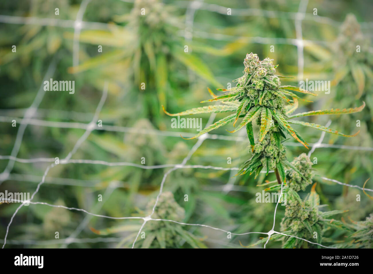 Legal pot hires stock photography and images Alamy