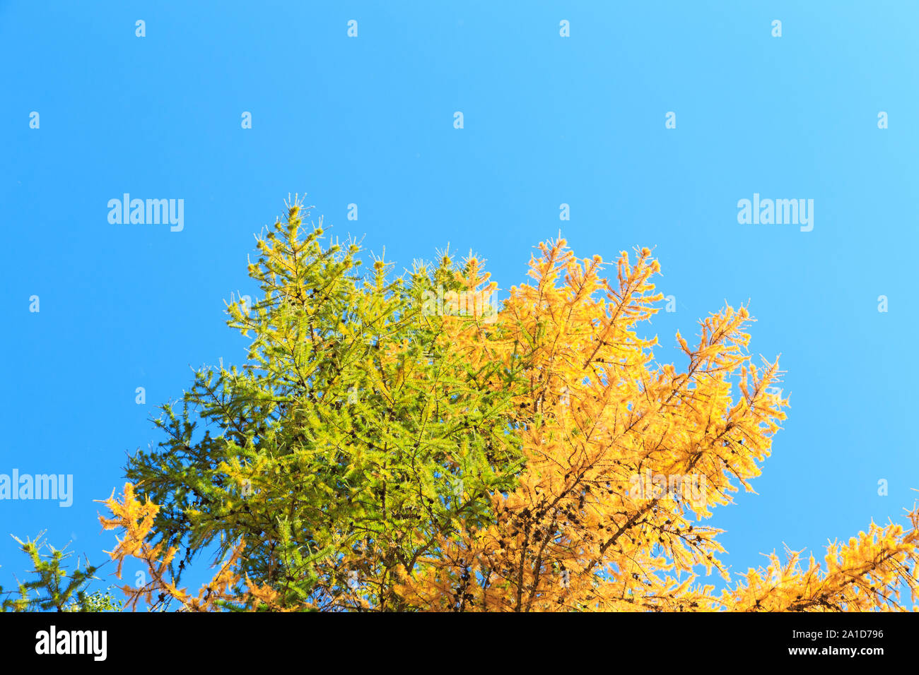 Autumn. Beautiful yellow birch leaves and branches of larch trees on a ...