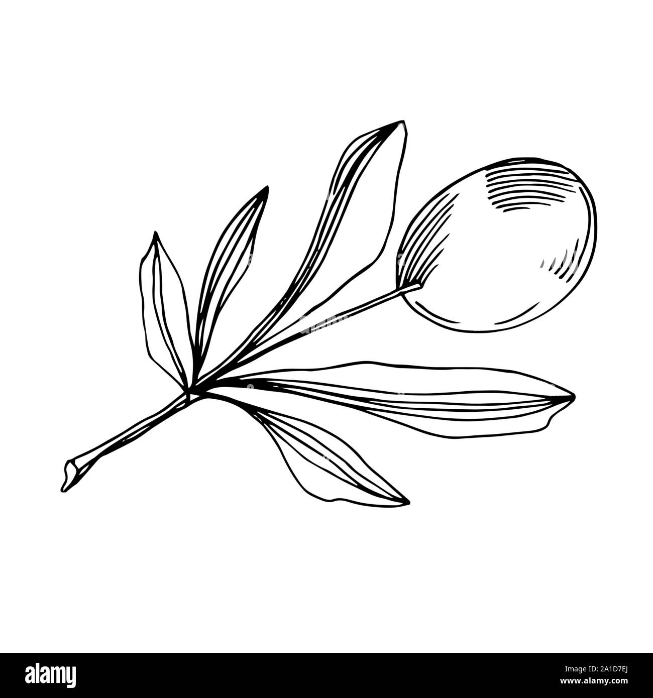 Vector Olive branch with fruit. Black and white engraved ink art ...