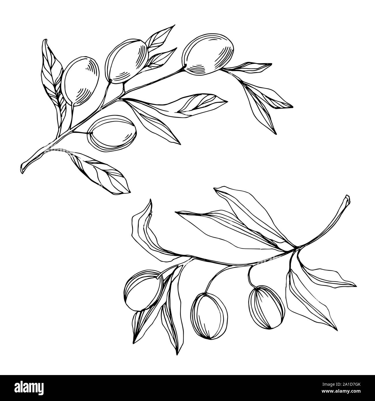 Vector Olive branch with fruit. Black and white engraved ink art ...
