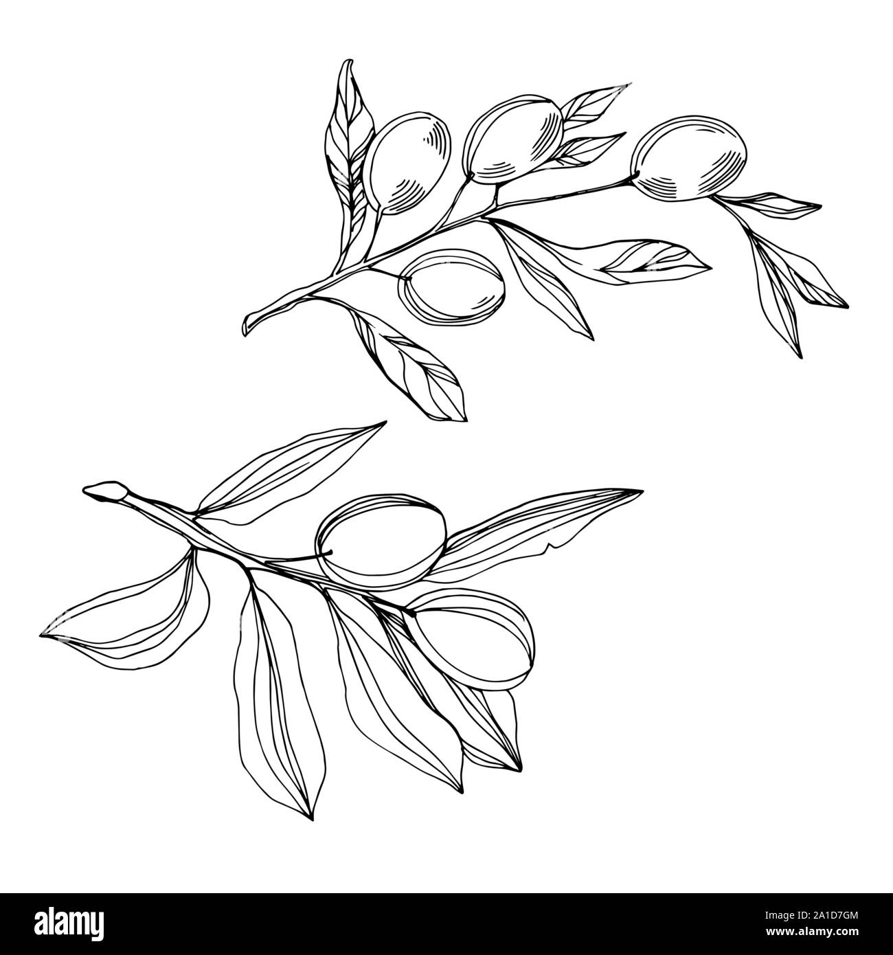 Vector Olive branch with fruit. Black and white engraved ink art ...