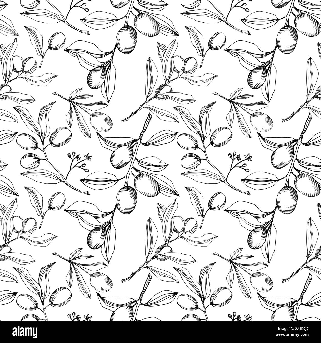 Vector Olive branch with fruit. Black and white engraved ink art ...