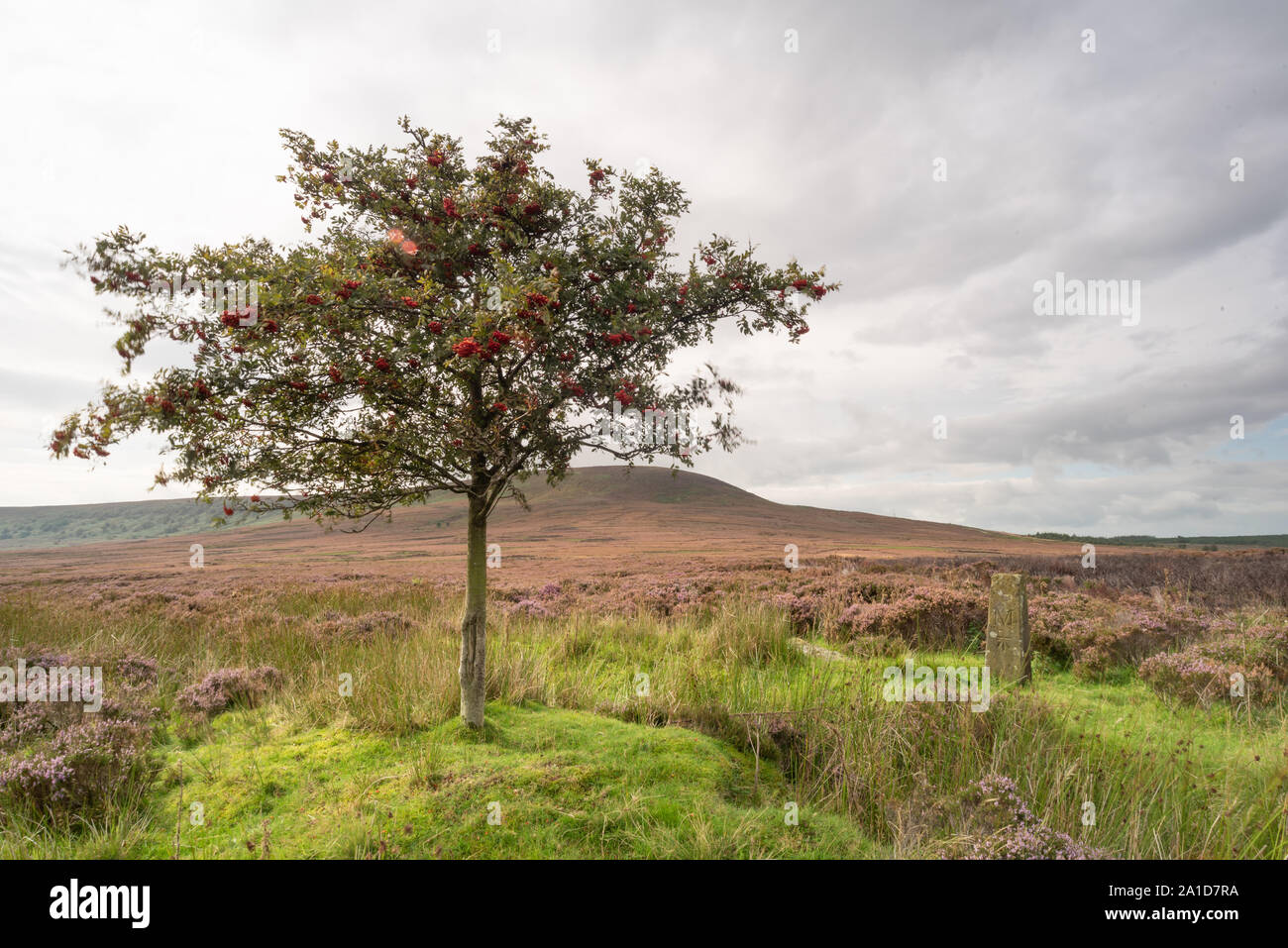 Rowan tree and post on the North York Moors Stock Photo - Alamy