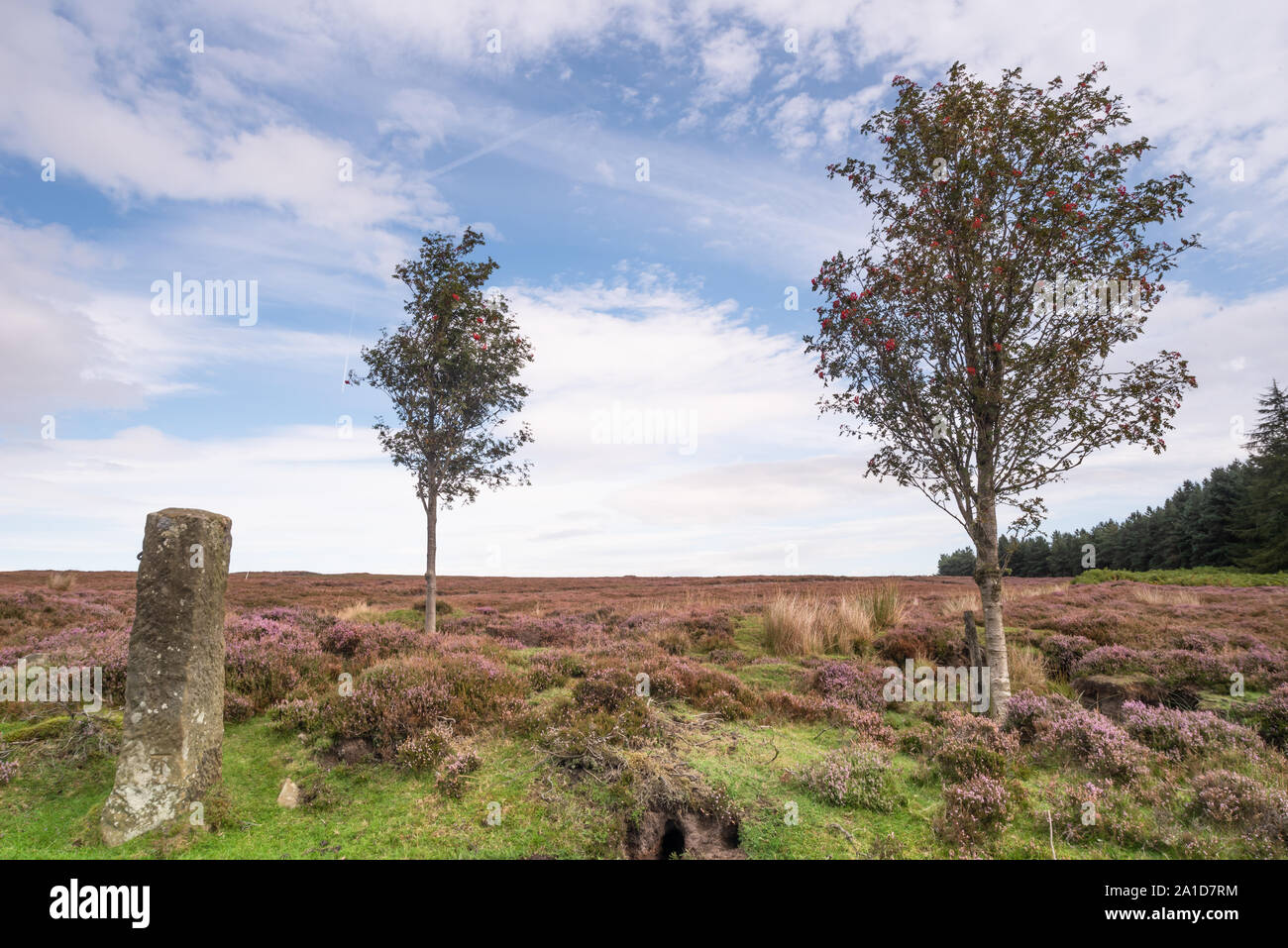 Rowan tree and post on the North York Moors Stock Photo - Alamy