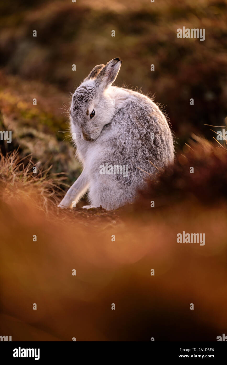 Paleartic hare hi-res stock photography and images - Alamy