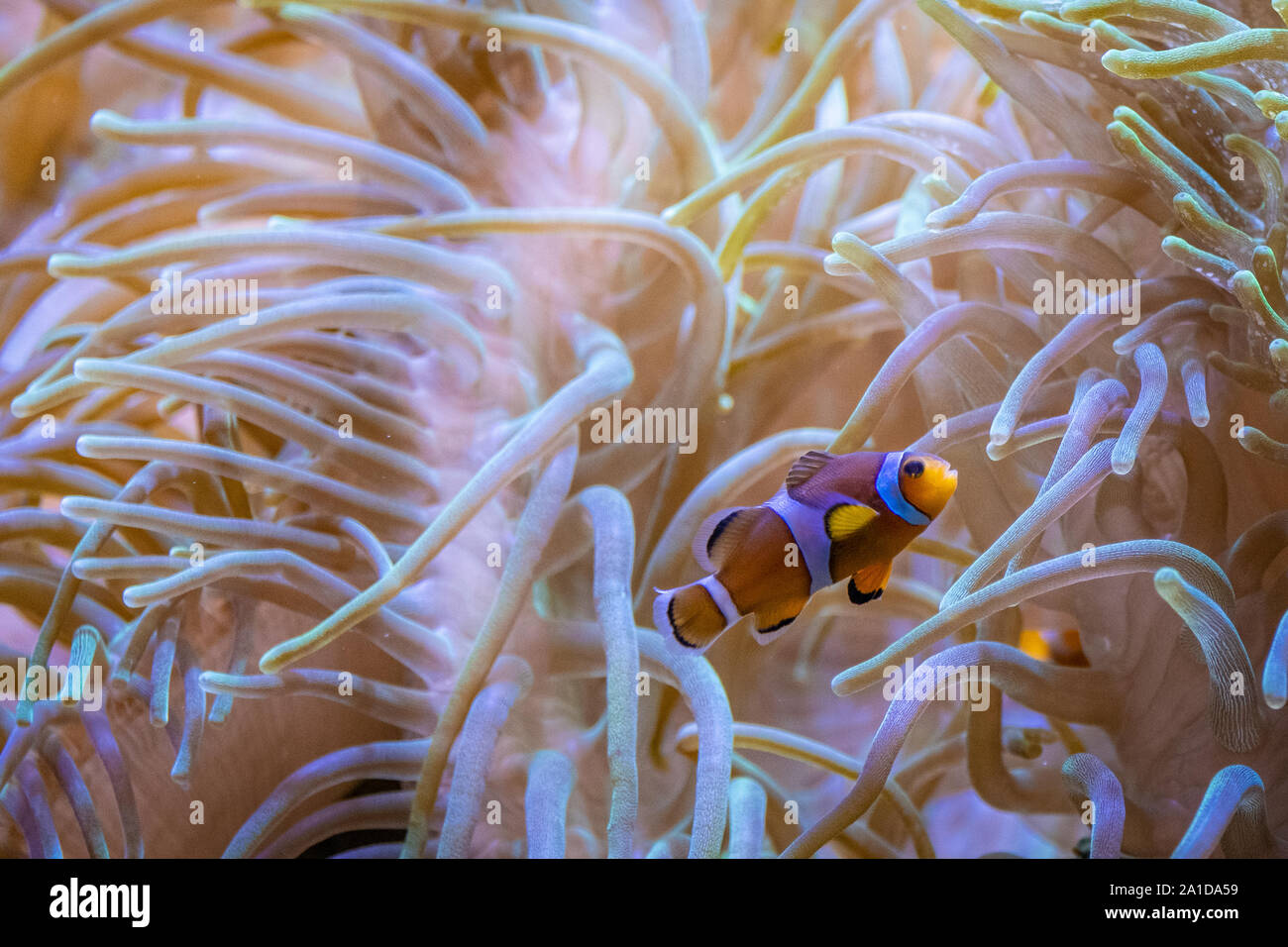 colourful fishes from the film 'find Nemo' Stock Photo