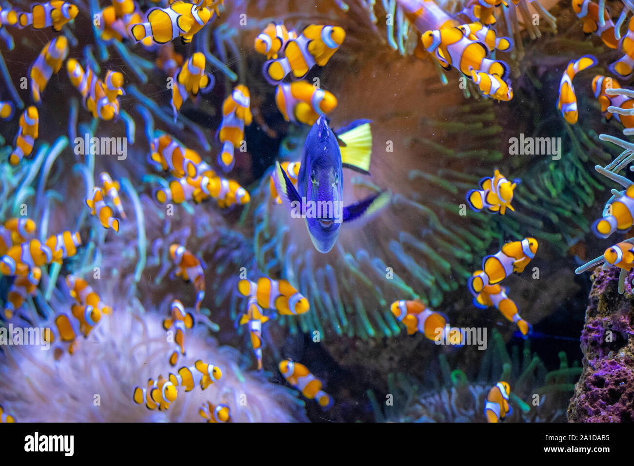 colourful fishes from the film 'find Nemo' Stock Photo