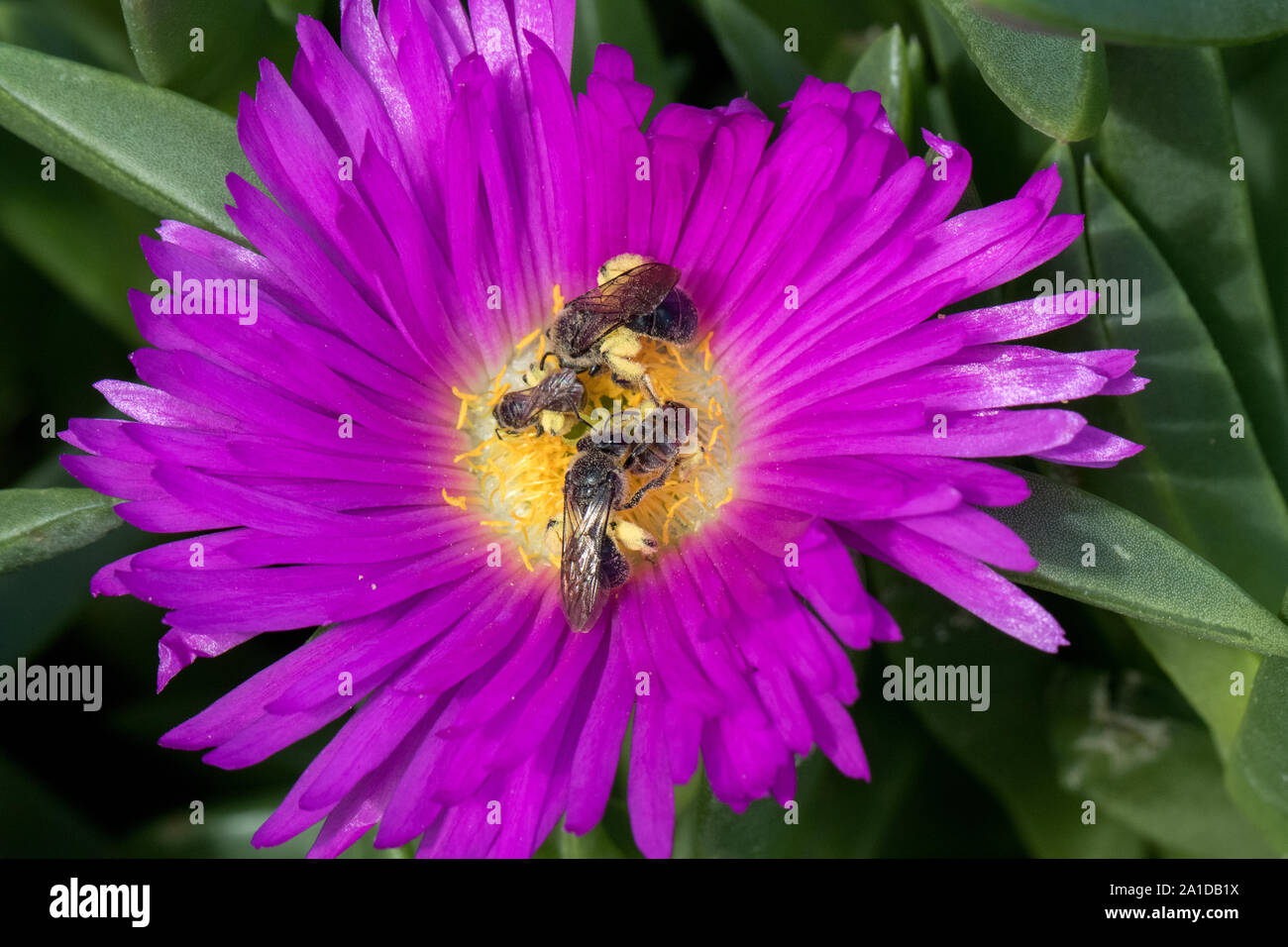 Australian native bee pollinating pig face flower Stock Photo