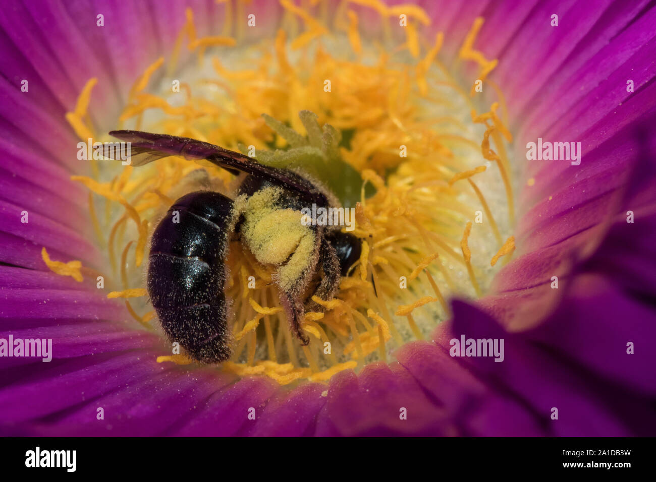 Australian native bee pollinating pig face flower Stock Photo