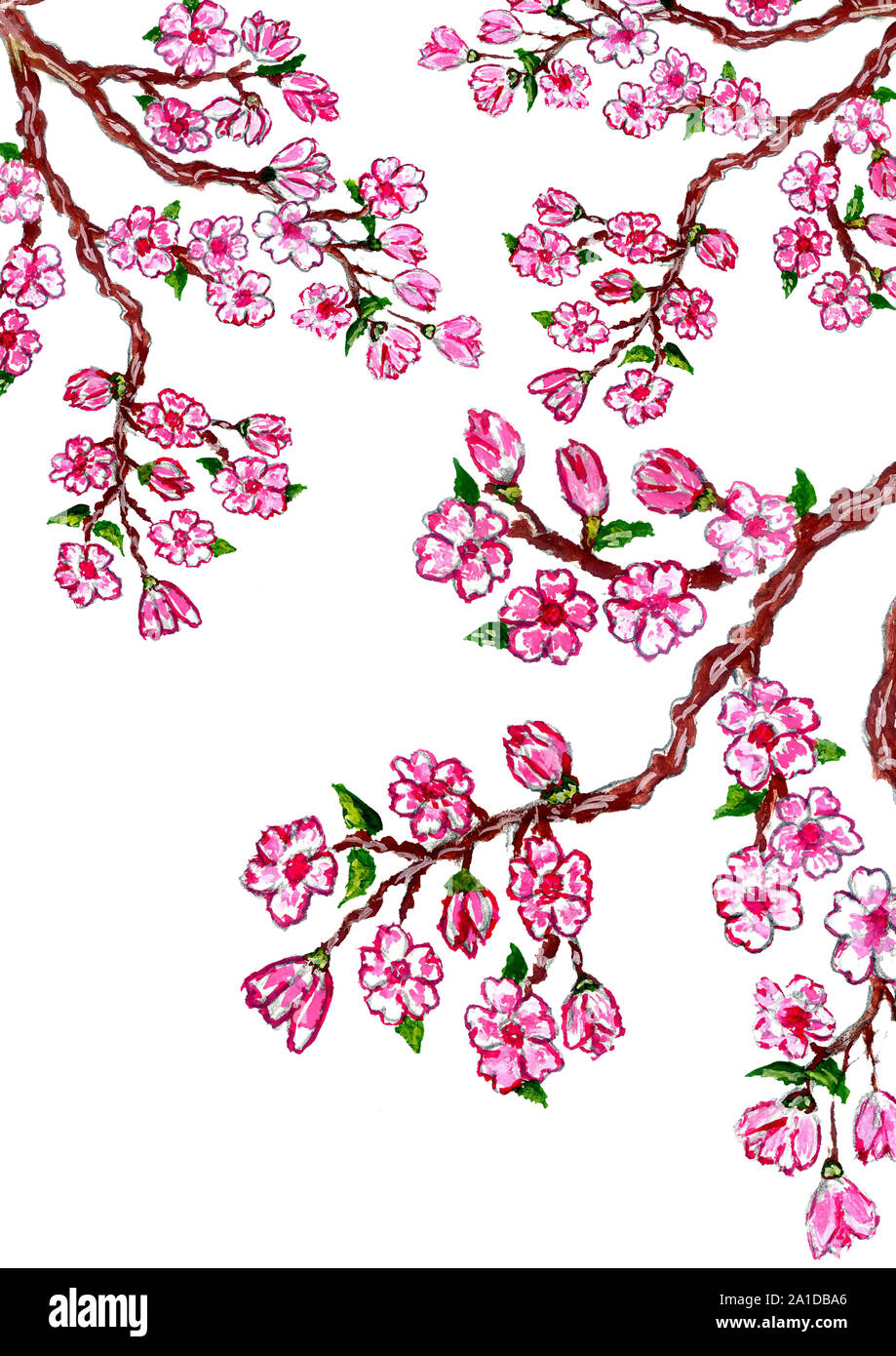 Blooming branch of sakura, pink cherry blossom, watercolor illustration ...