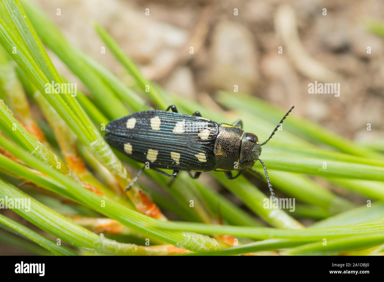 Wood boring jewel beetle Stock Photo