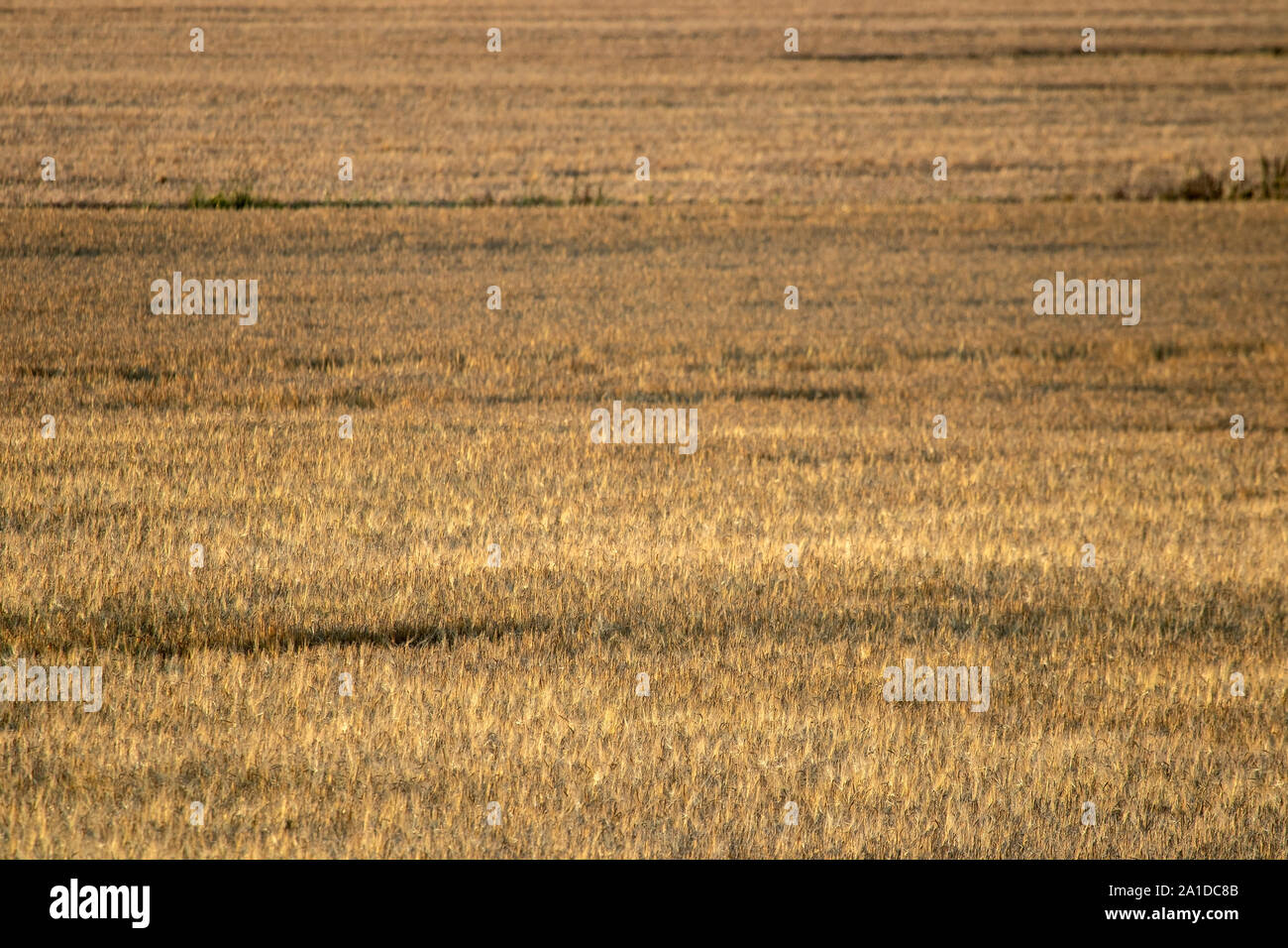 Ripe barley field before harvesting Stock Photo - Alamy