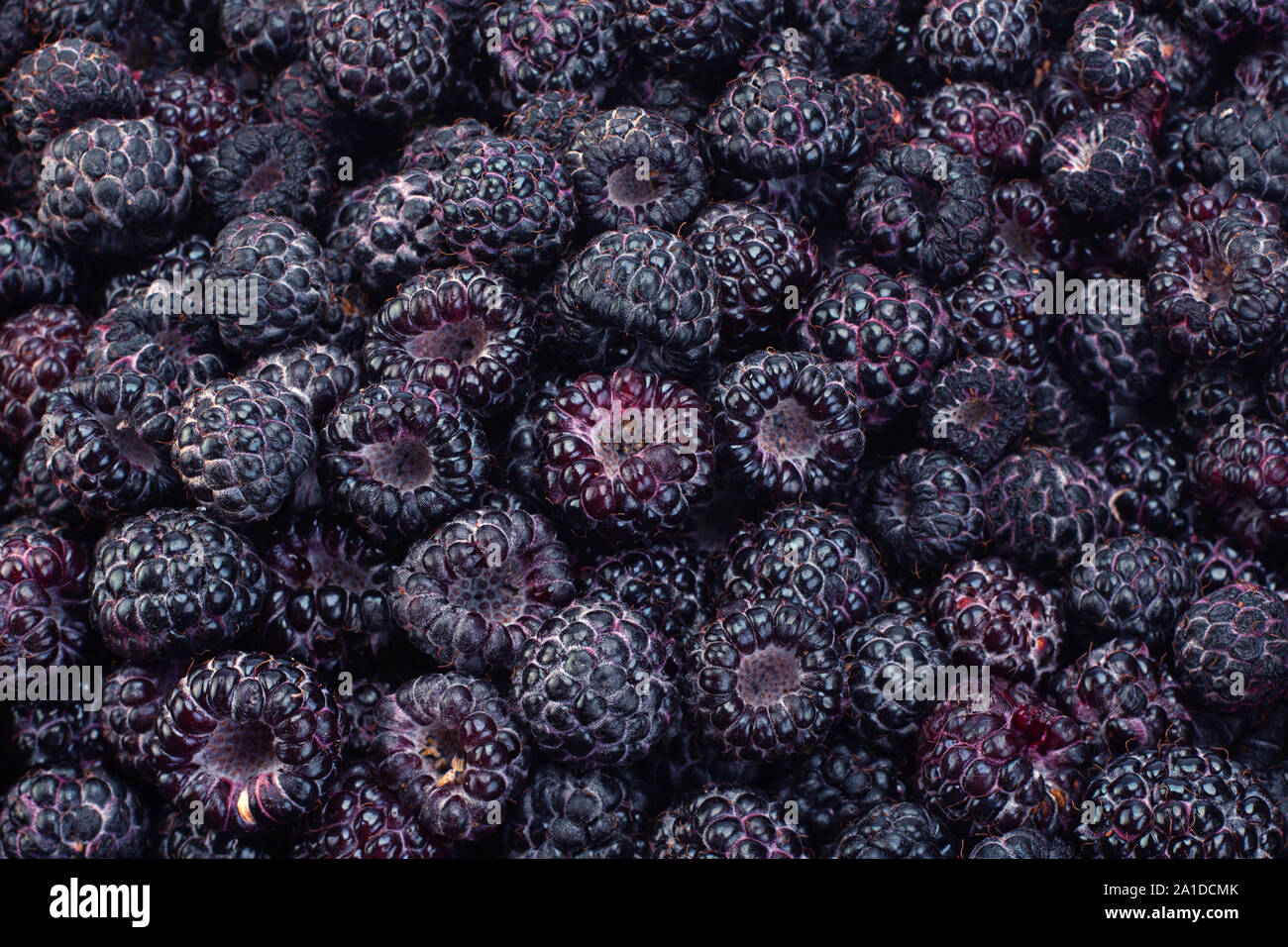 Cumberland fruit Hybrid raspberry and blackberry background Stock Photo