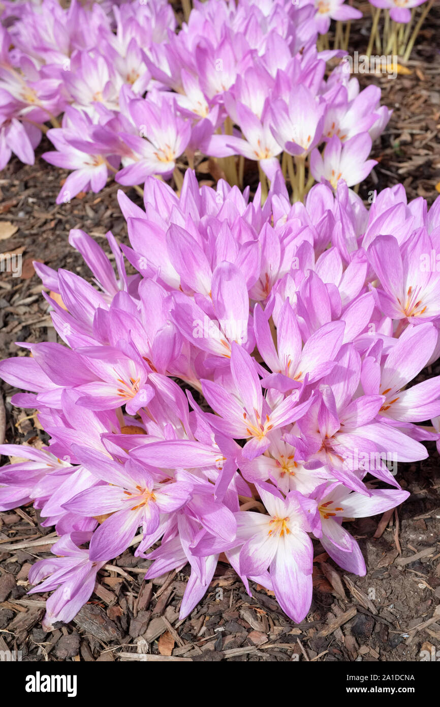 Close-up of lilac flowers of Colchicum 'Lilac Wonder', Autumn Crocus, Naked Lady, meadow saffron 'Lilac Wonder' Stock Photo