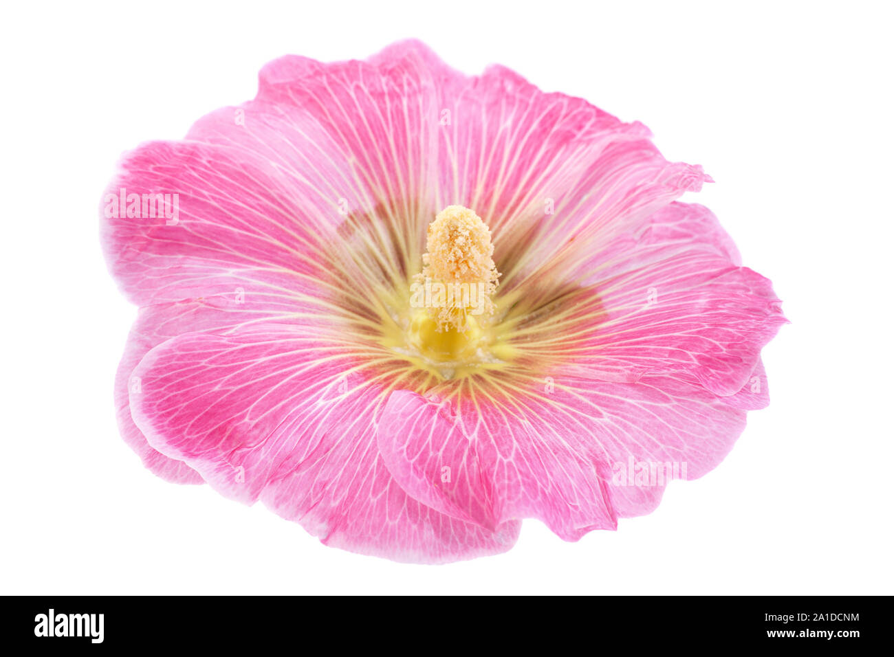 Mallow flower closeup isolated on white background Stock Photo - Alamy
