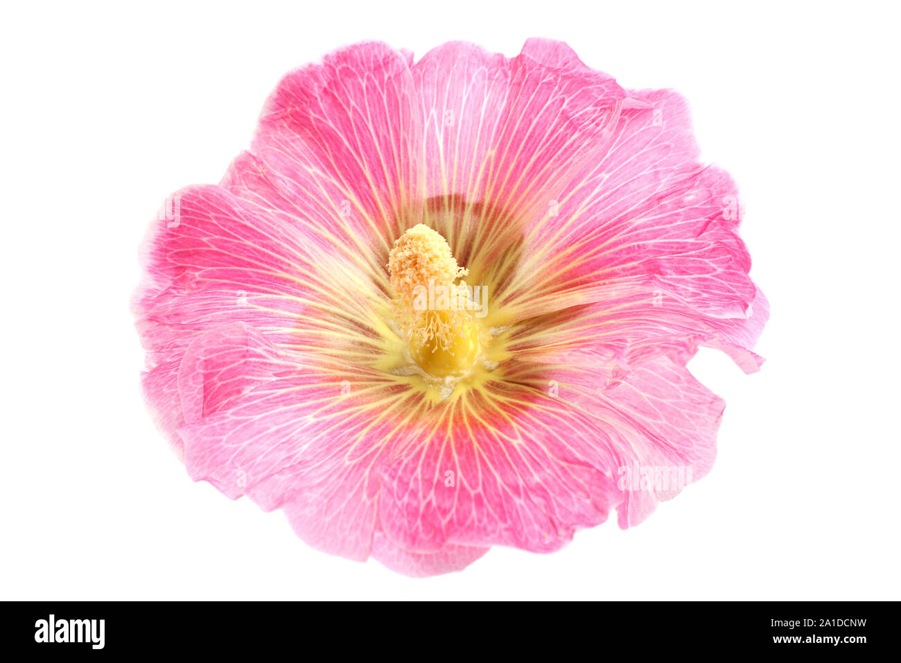 Mallow flower closeup isolated on white background Stock Photo - Alamy