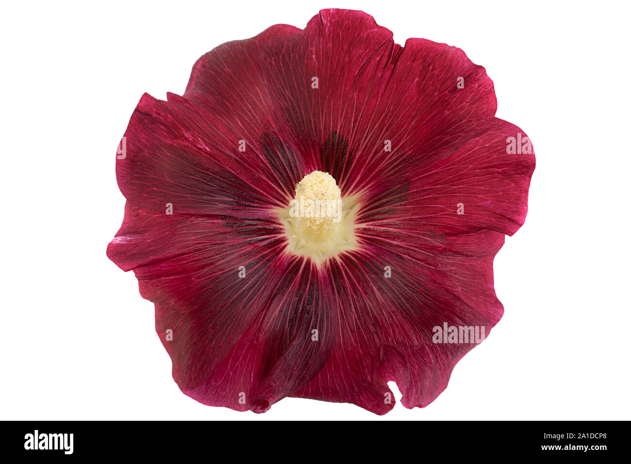 Mallow flower closeup isolated on white background Stock Photo - Alamy