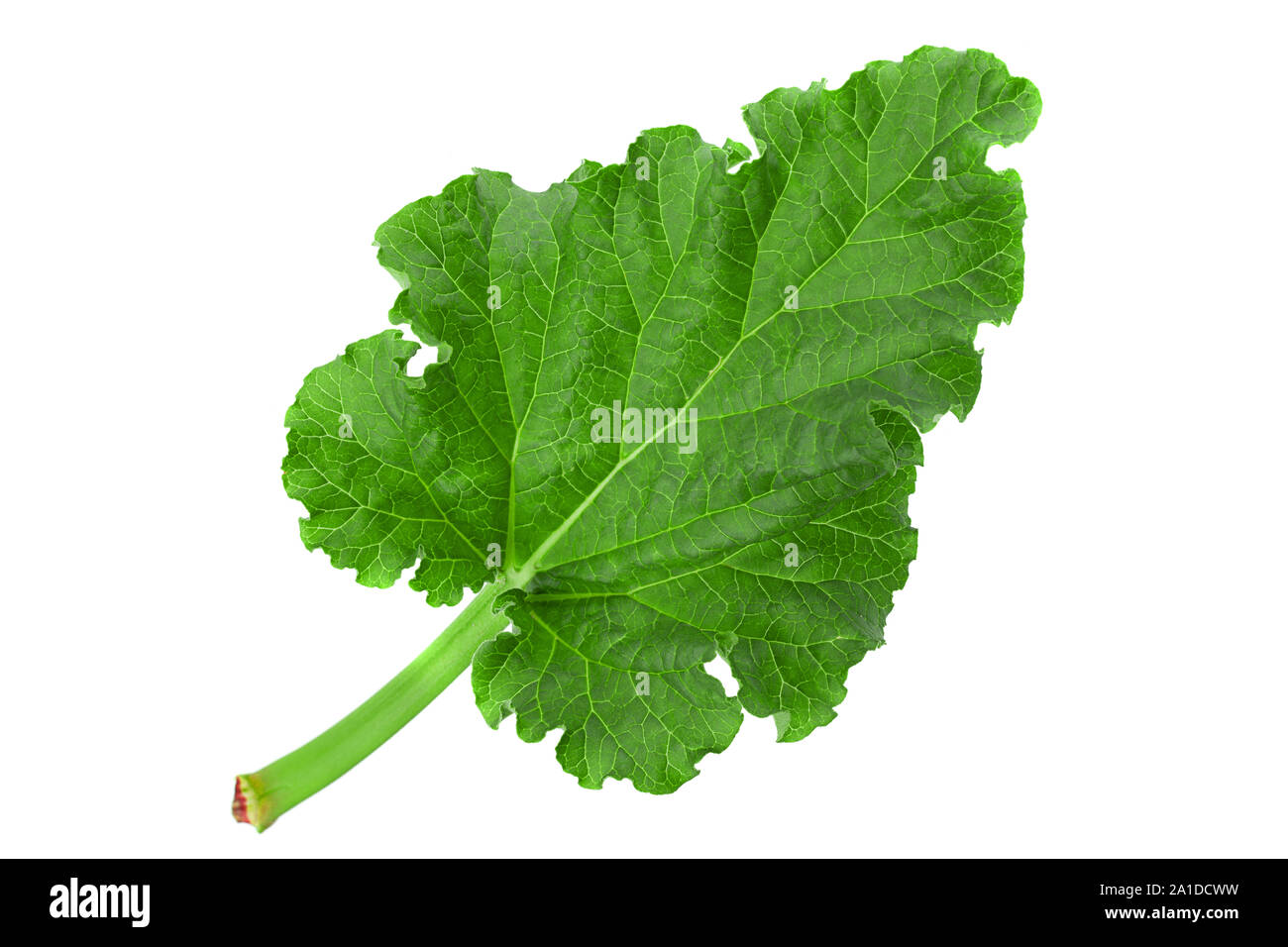 Rhubarb vegetable leaf isolated on white background Stock Photo
