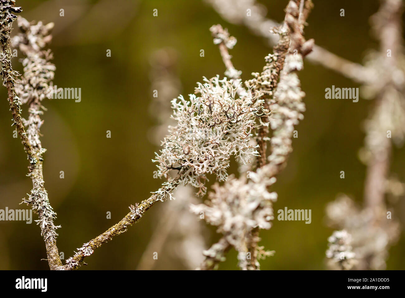 Close up of cladonia tenuis lichen. Location: Denmark. Stock Photo