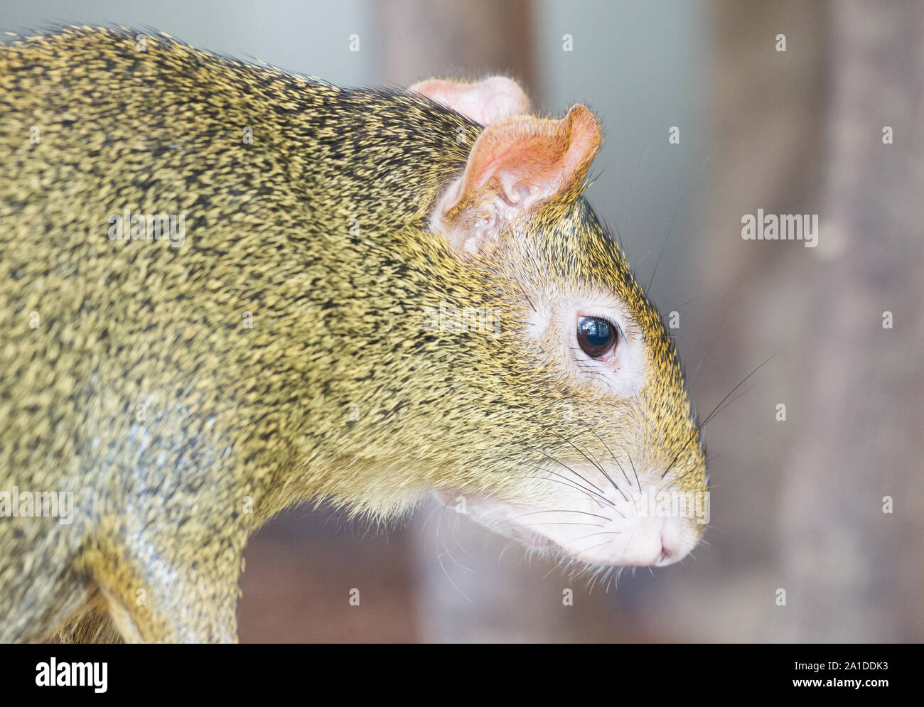 Agouti, aguti or common agouti, Dasyprocta, family of the Dasyproctidae, a rodent with brown fur Stock Photo