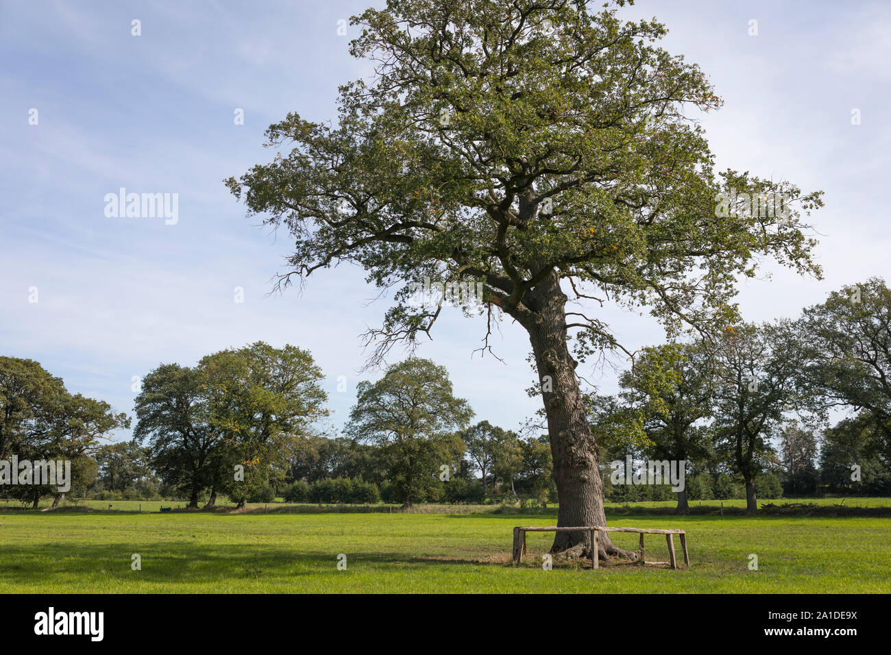Oak tree standing separately at scenery of estate 'Groote Scheere', Hardenberg in the Netherlands Stock Photo