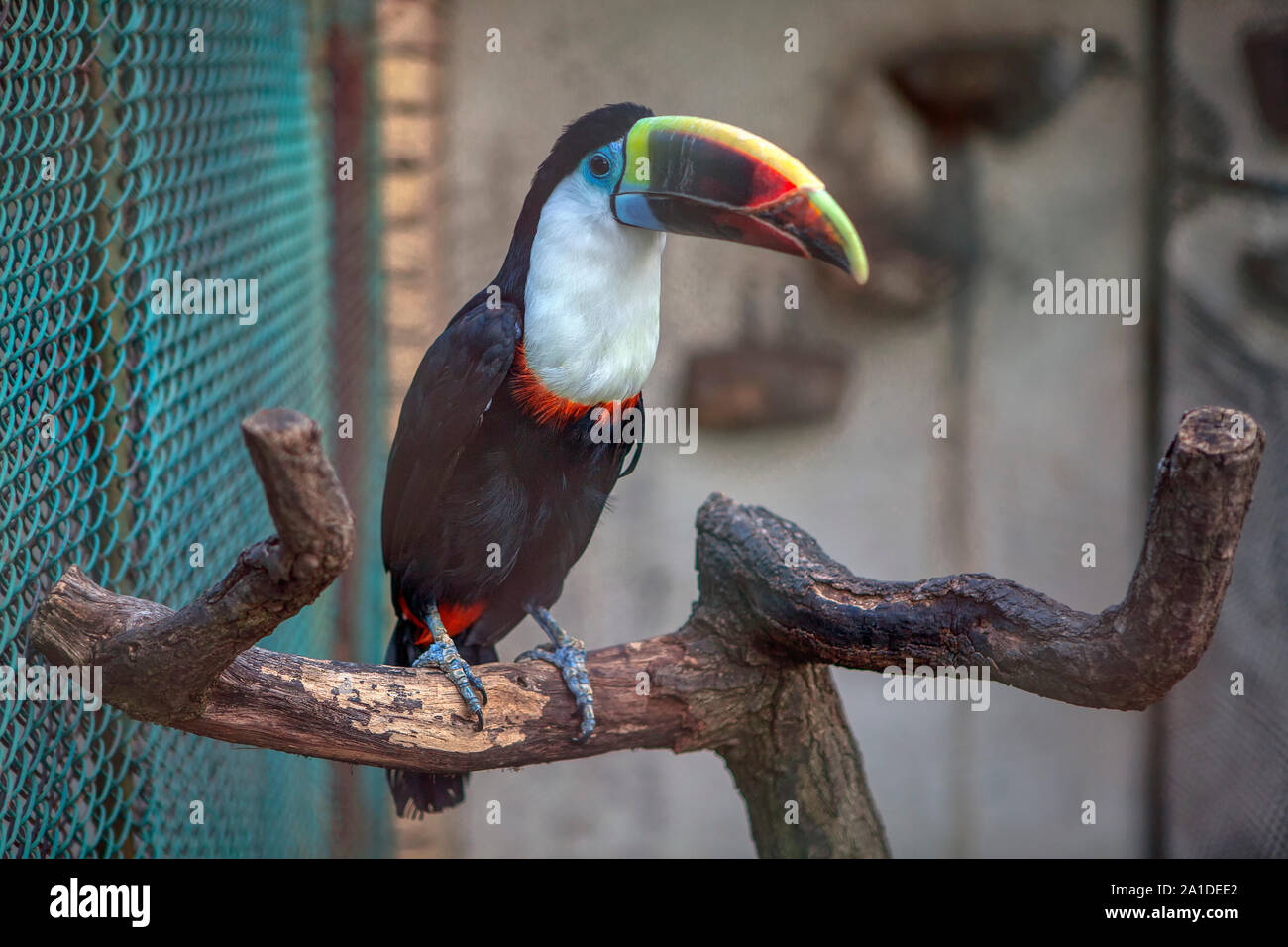 cute toucan standing on a branch Stock Photo