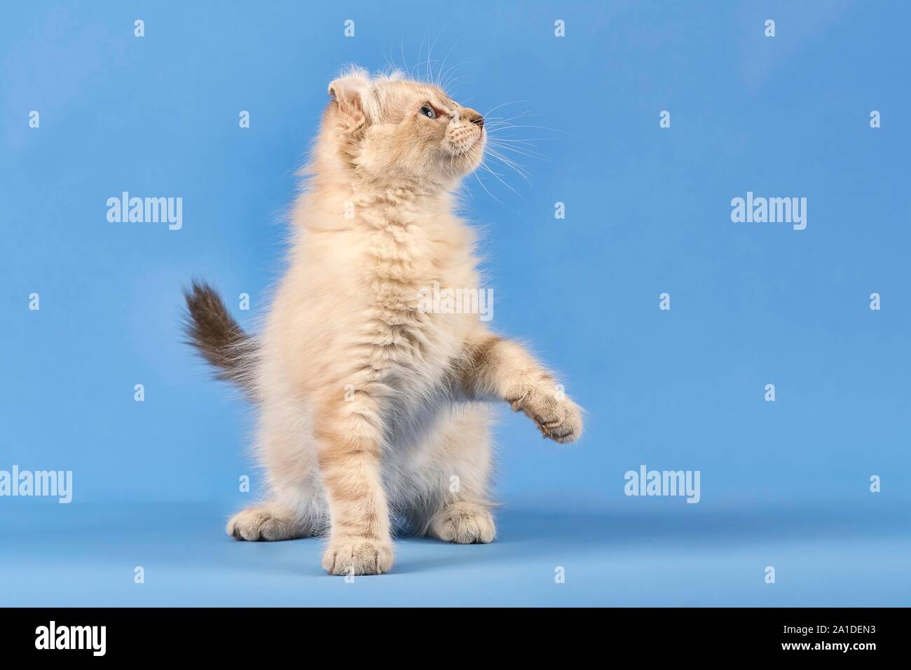 Breedcat American Curl (Felis silvestris catus), standing, lifts paw, blue tabby point, young, 10 weeks, blue background, Austria Stock Photo