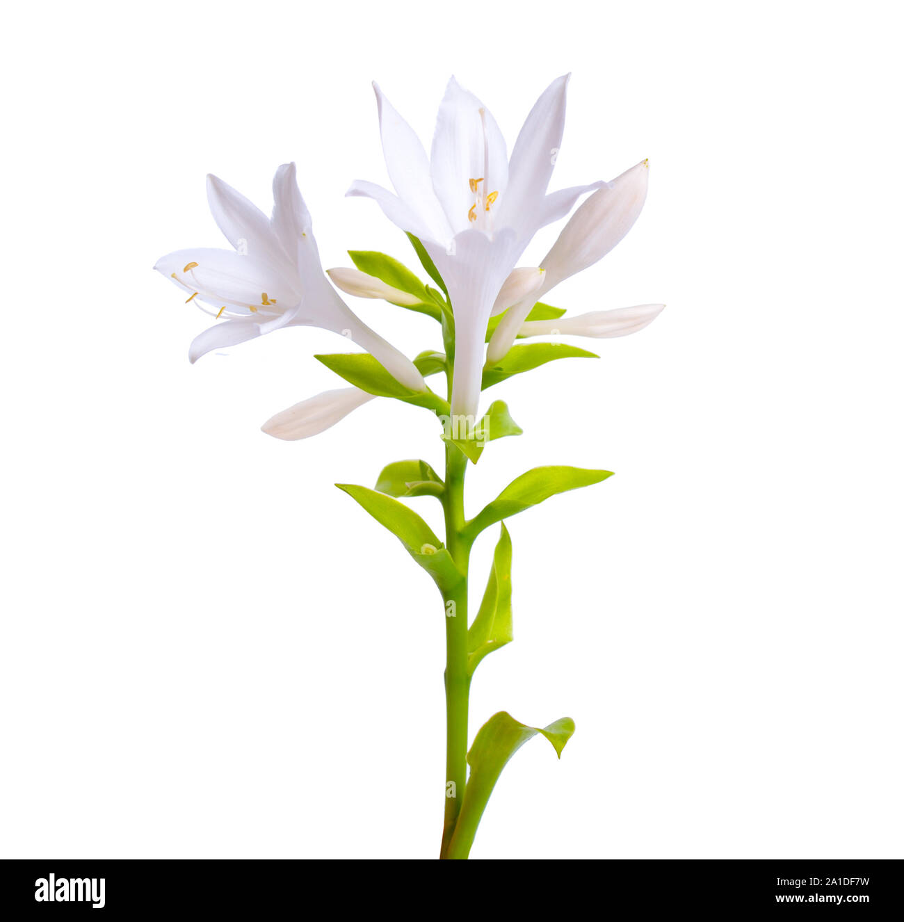 Flowers Hosta plantaginea isolated on white background Stock Photo
