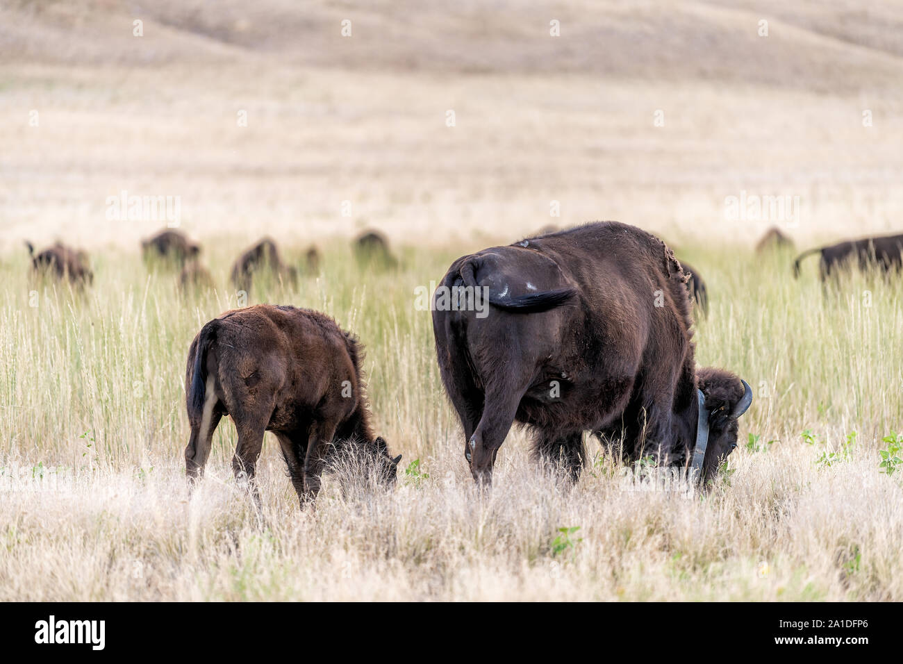 Herd of bison grazing in valley in Antelope Island State Park in Utah in summer with family mother and calf in grass meadow Stock Photo