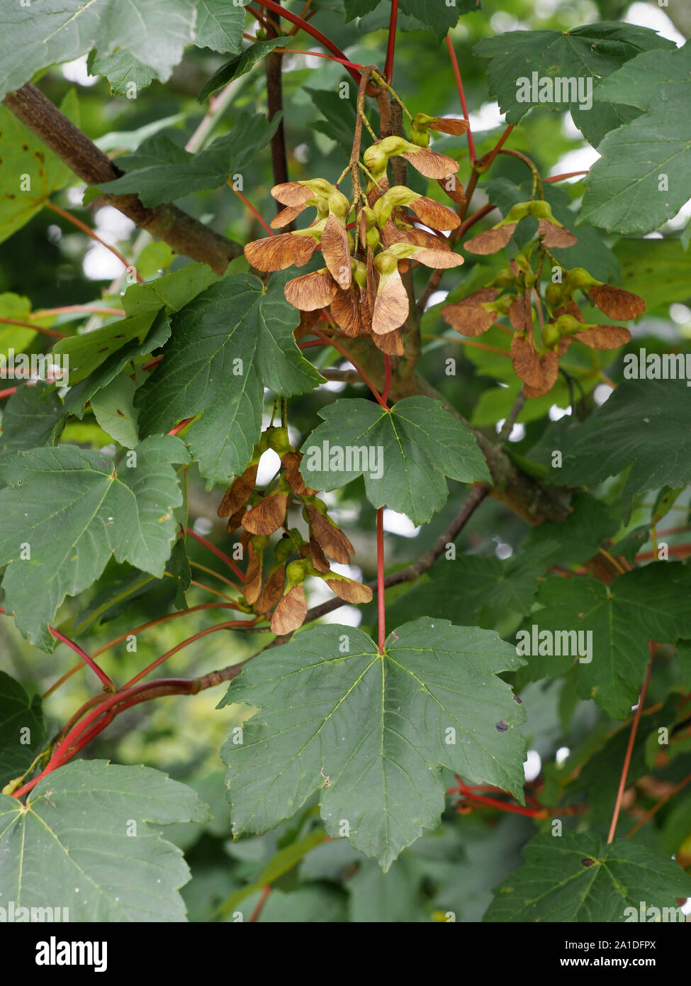 A Close Up Of A Sycamore Tree Showing The Seeds Which Are Poisionus To Horses Stock Photo Alamy