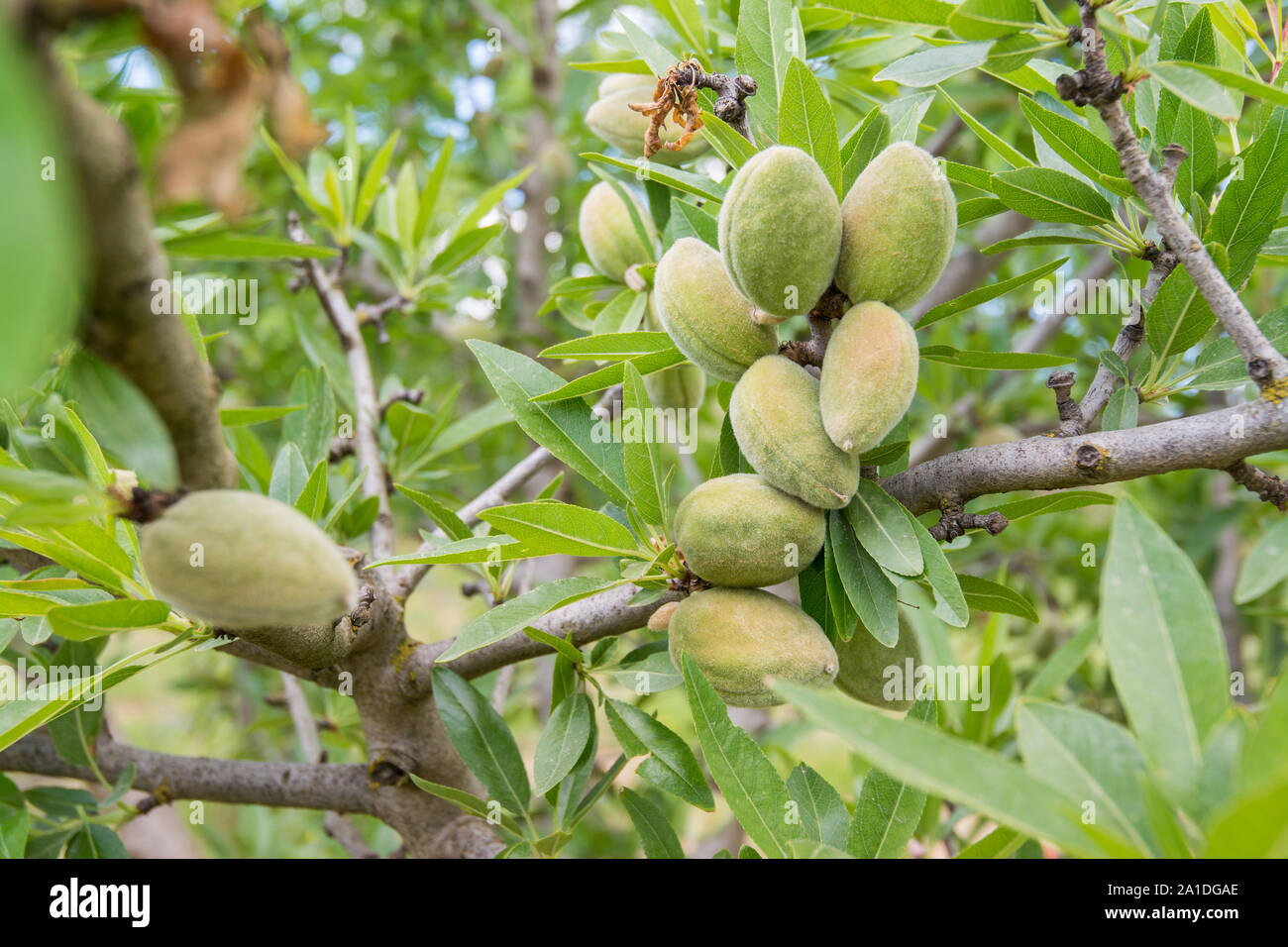 Unripe almond on the branch of the tree in Sicily, Italy Stock Photo ...