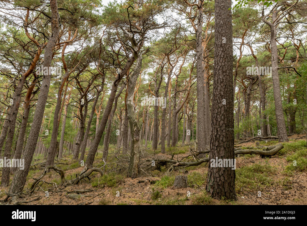 View over a wooded valley with pines and deciduous trees Stock Photo