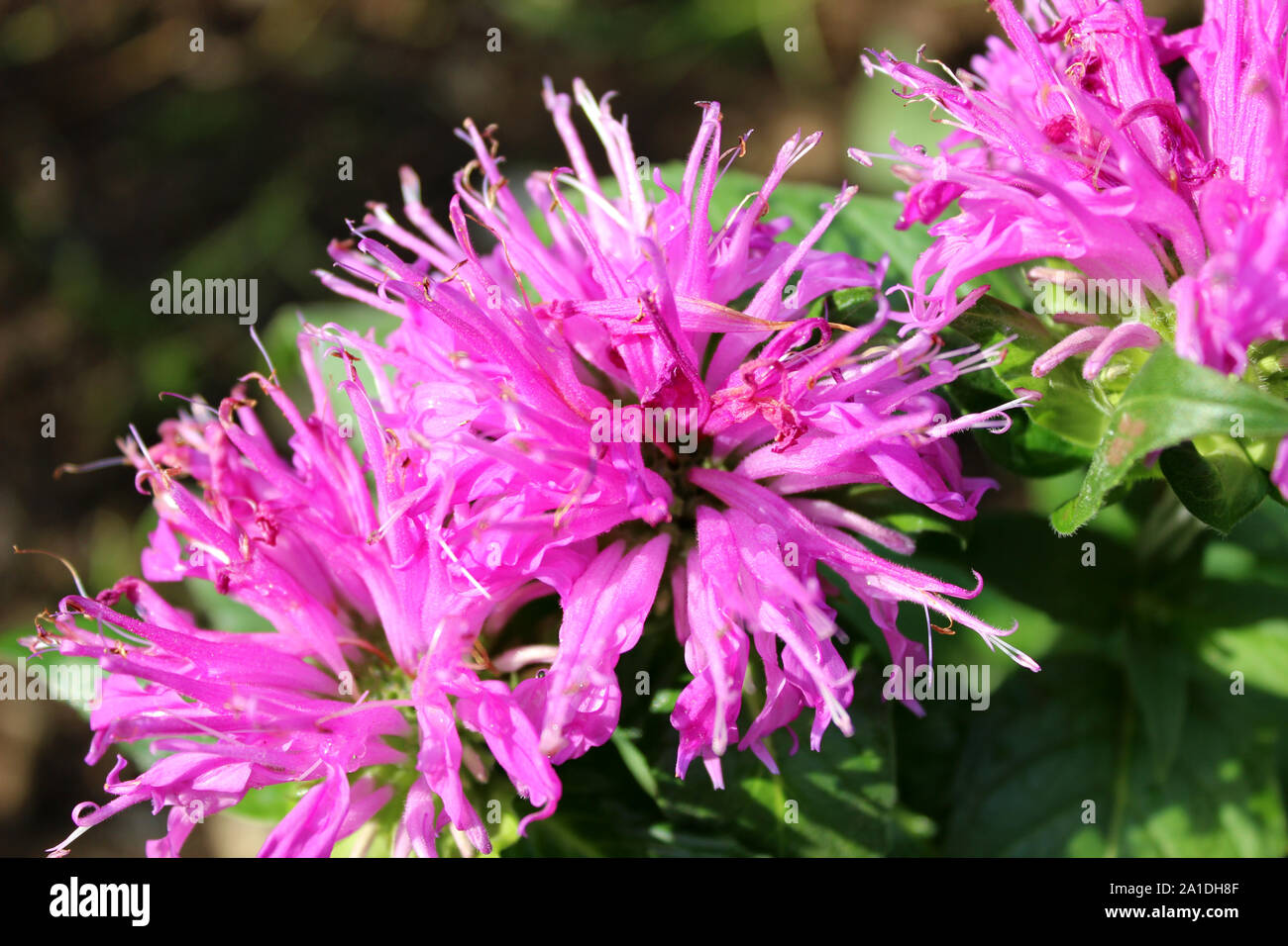 Cluster of purple blooming flowers Stock Photo