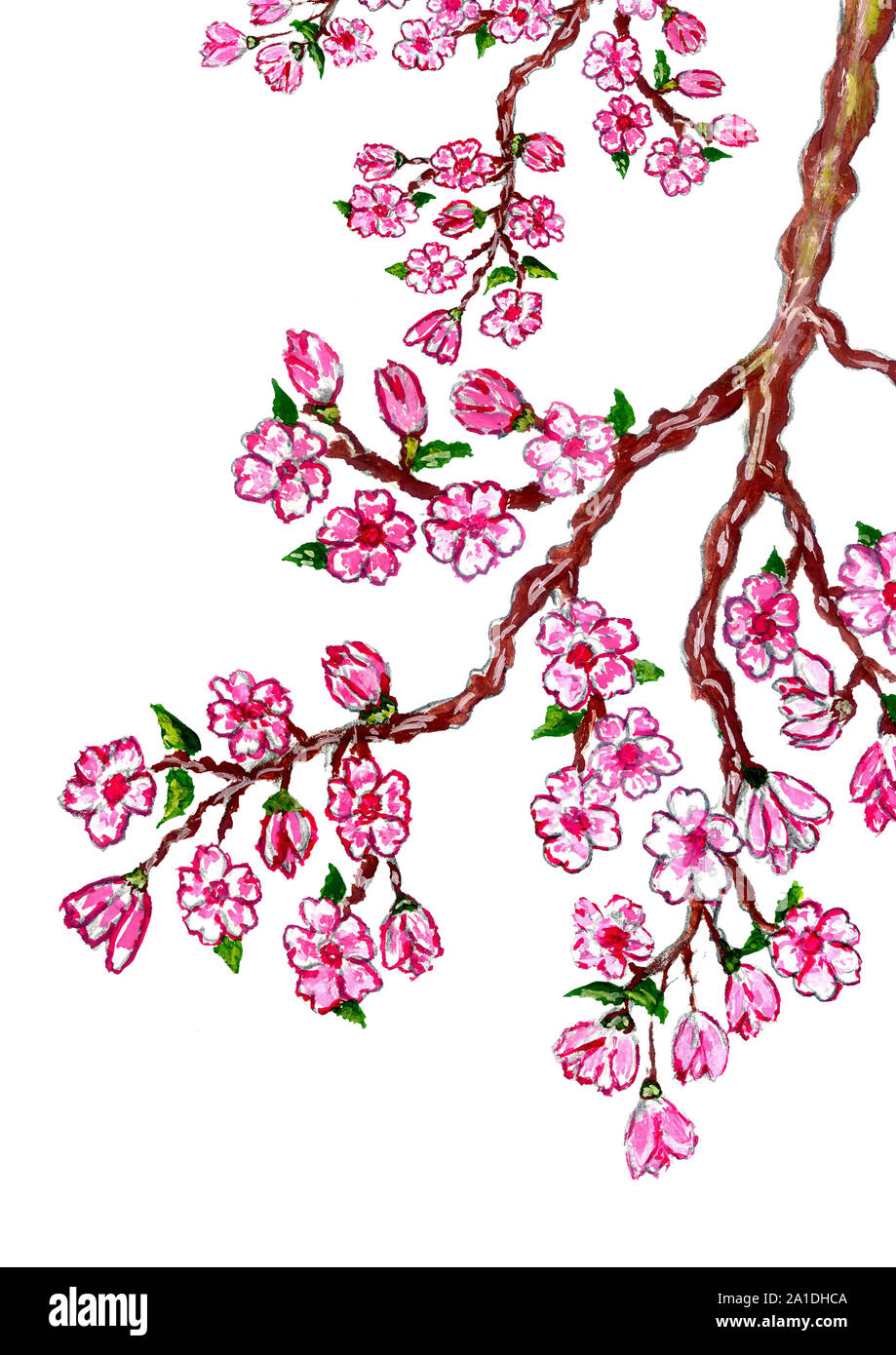 Blooming branch of sakura, pink cherry blossom, watercolor illustration ...