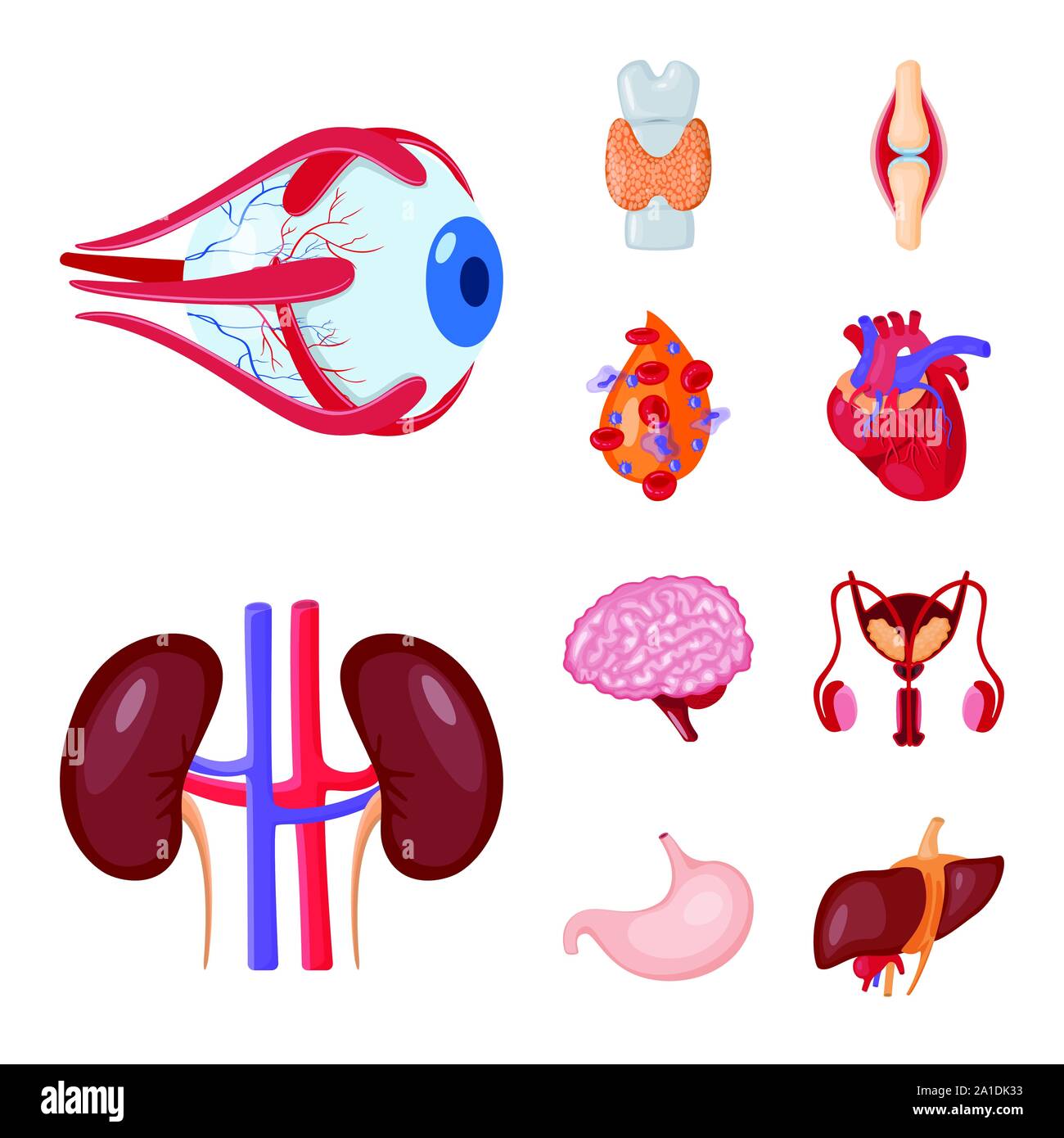 Vector design of anatomy and organ symbol. Collection of anatomy and ...