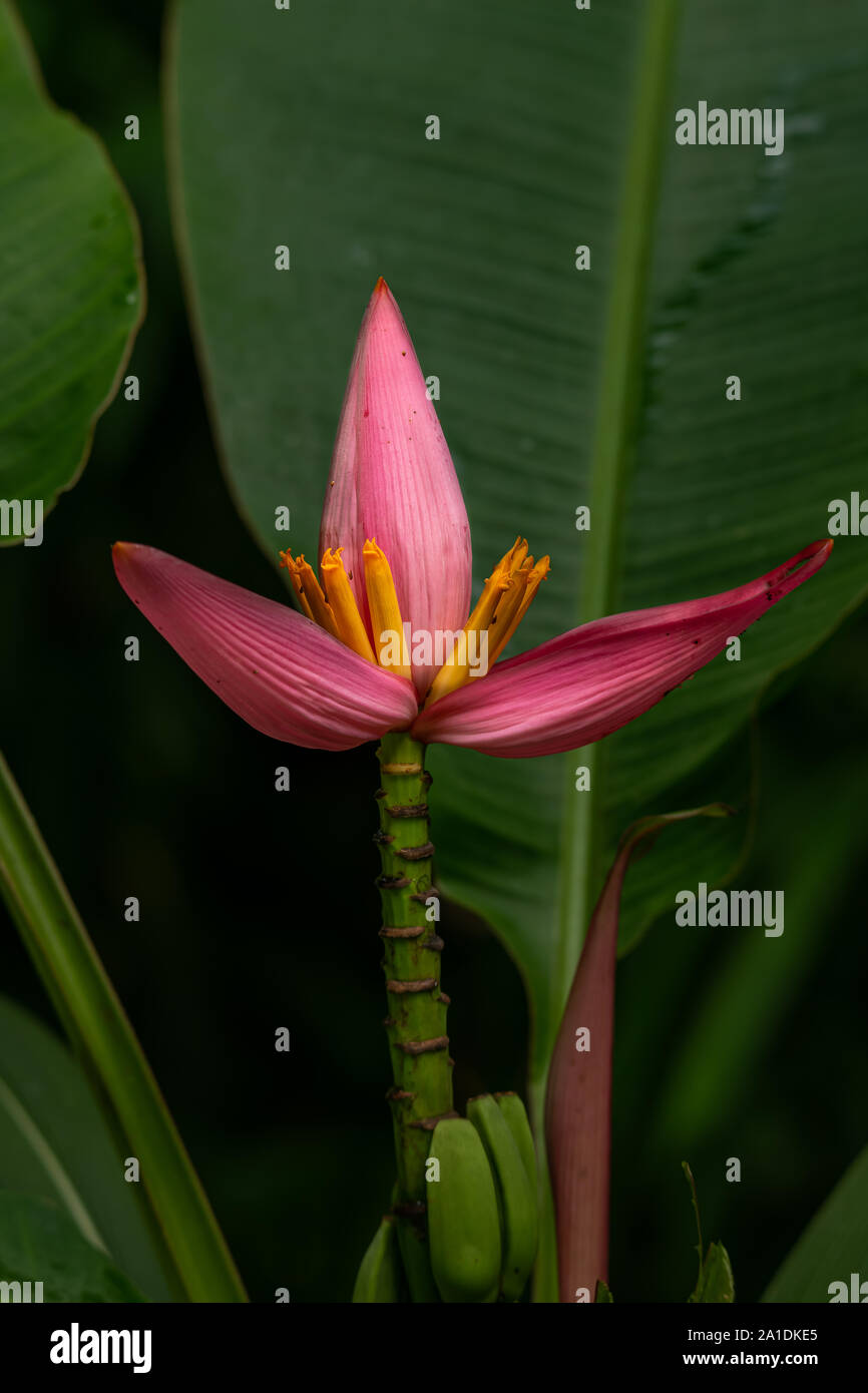 Pink Flowering Banana blooming with its leaf in background Stock Photo