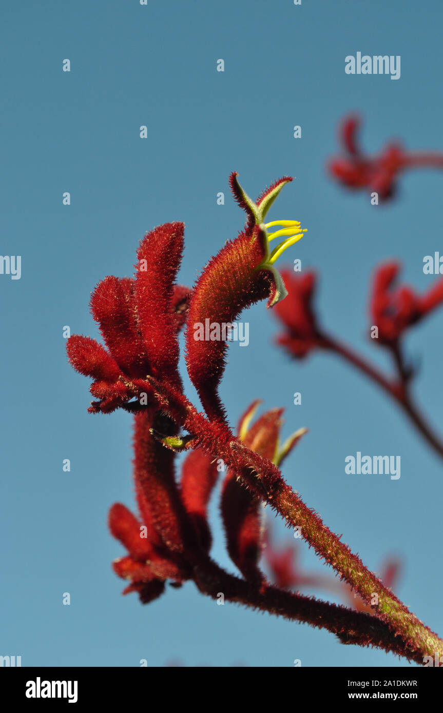 Red green kangaroo paw anigozanthos hires stock photography and images