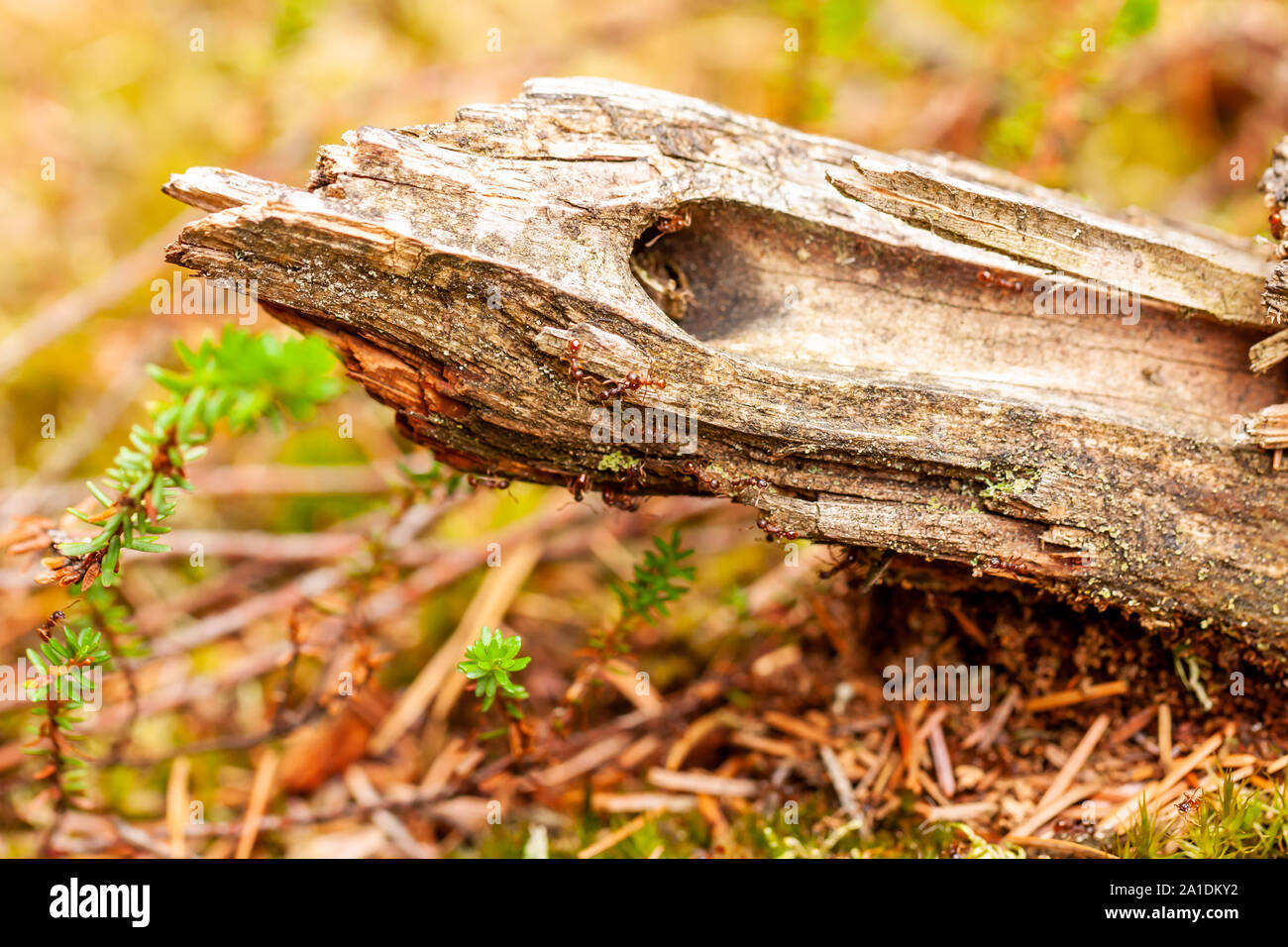 Close up of wooden branch lying on the ground. Stock Photo