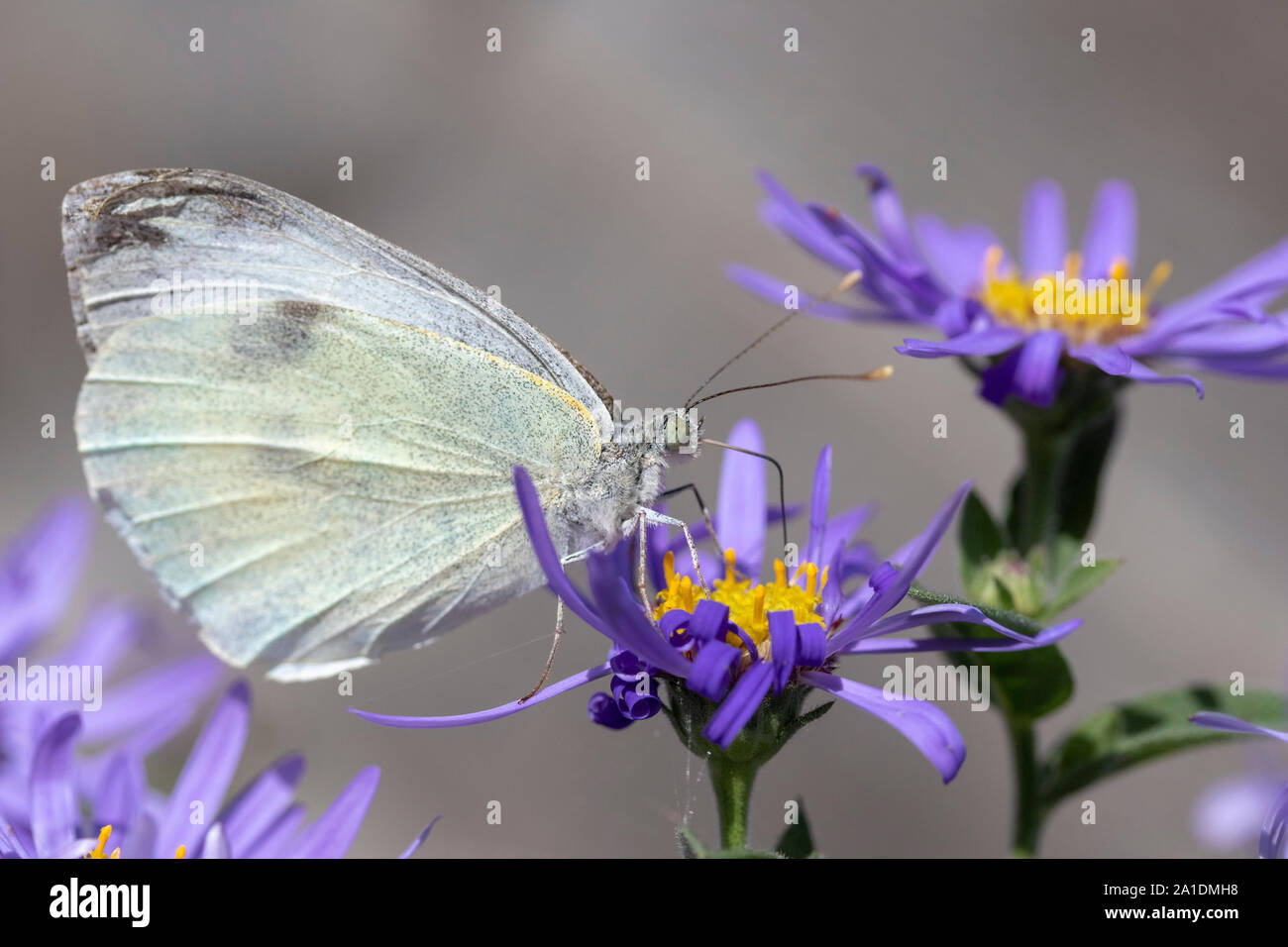 Close-up image of a Small White Butterfly (Pieris rapae) on Aster x frikartii 'Monch' Stock Photo