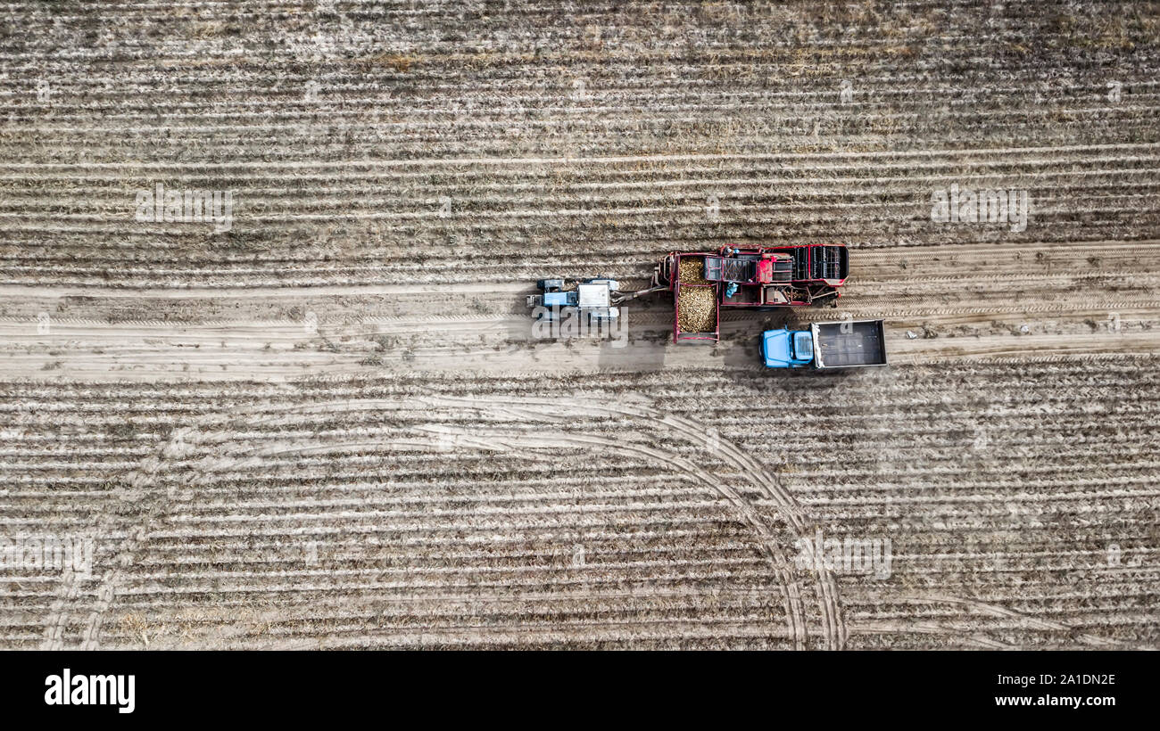 Farmers and field hands use farm machinery in the field harvesting potatoes. Stock Photo