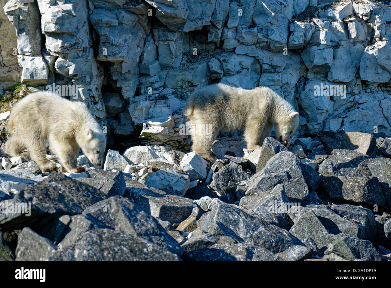 Two polarbear cubs (Ursus maritimus) looking for food at the bird cliff Alkefjellet, Hinlopen Strait, Svalbard, Norway Stock Photo
