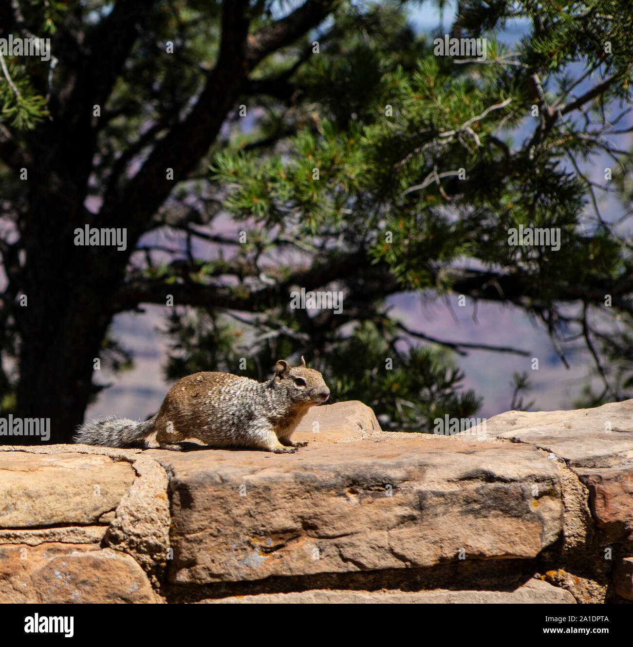 Ein Squirrel, ein amerikanisches Eichhörnchen, bettelt auf einer Mauer am Grand Canyon nach Fressen. Dabei hat es keine Scheu und wird oft aggressiv. Stock Photo
