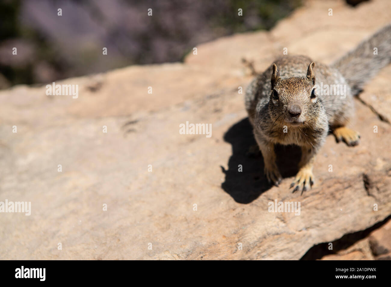 Ein Squirrel, ein amerikanisches Eichhörnchen, bettelt auf einer Mauer am Grand Canyon nach Fressen. Dabei hat es keine Scheu und wird oft aggressiv. Stock Photo