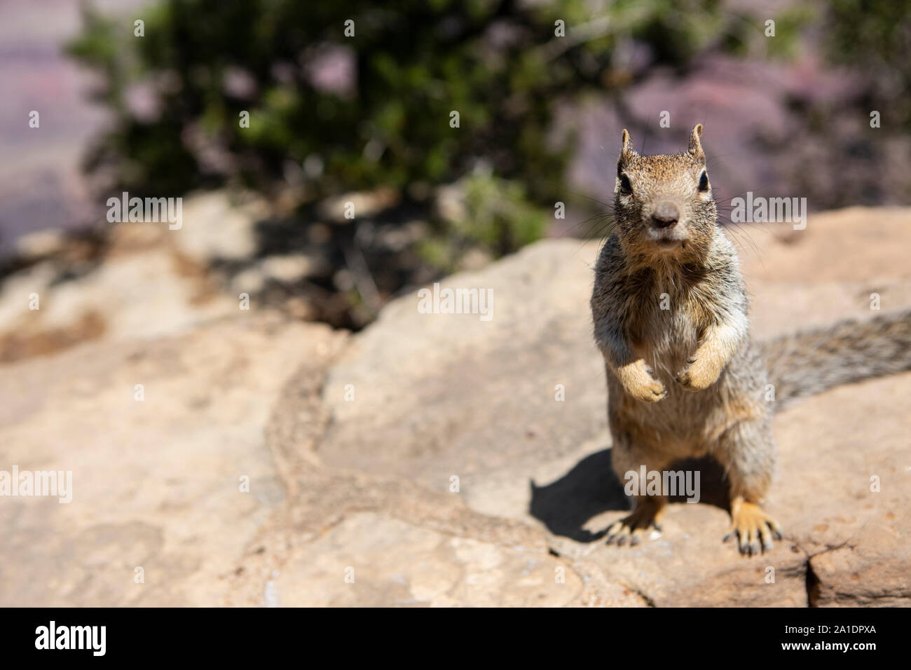 Ein Squirrel, ein amerikanisches Eichhörnchen, bettelt auf einer Mauer am Grand Canyon nach Fressen. Dabei hat es keine Scheu und wird oft aggressiv. Stock Photo