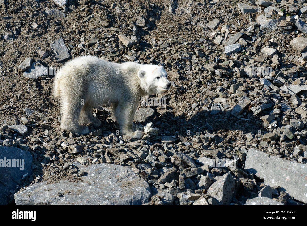 Polar bear cub (Ursus maritimus) eating dead bird at the bird cliff Alkefjellet, Hinlopen Strait, Svalbard, Norway Stock Photo